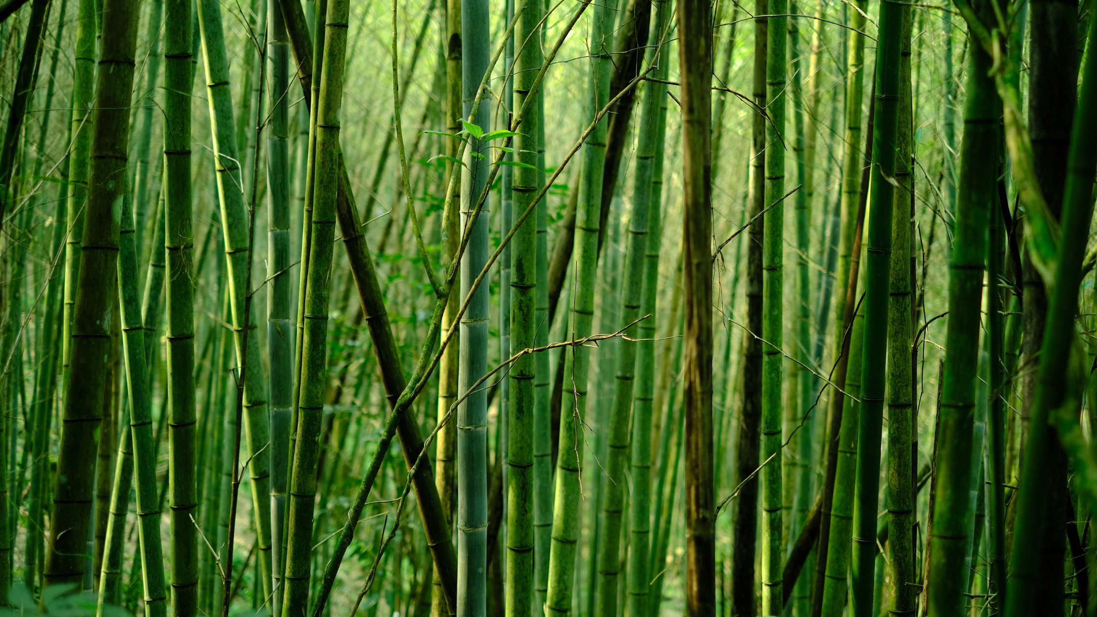Breaking bamboo: sustainable saviour or greenwashing gambit?