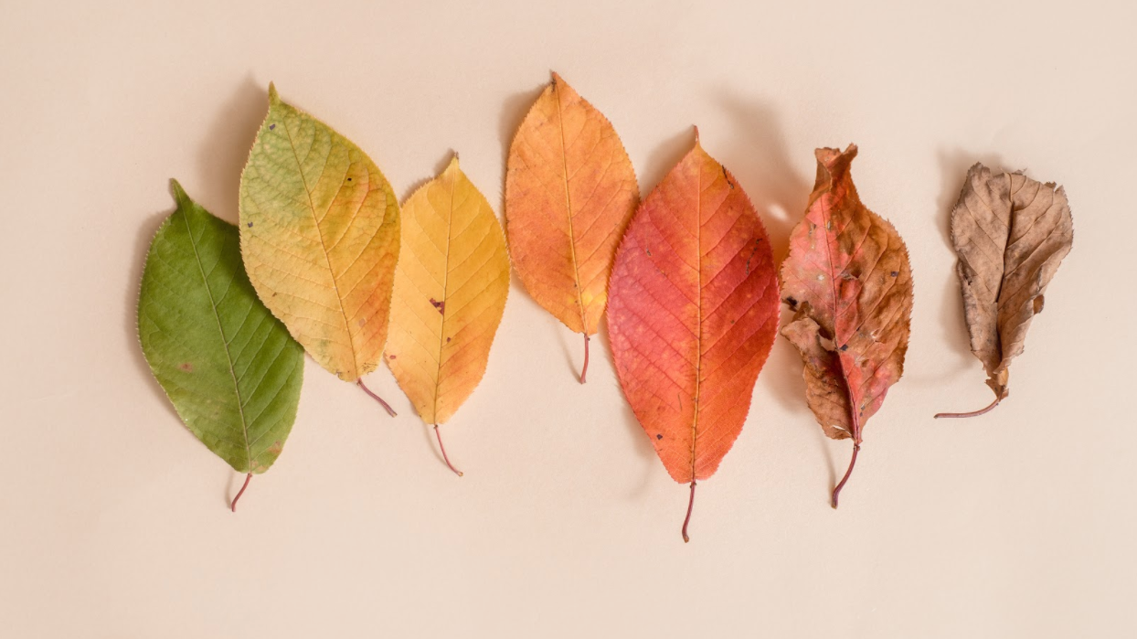 leaves