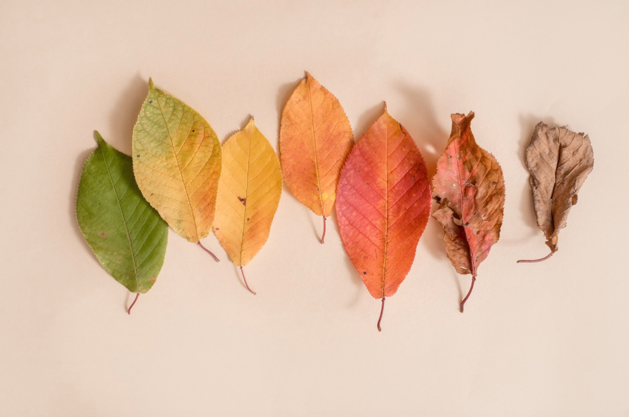 leaves