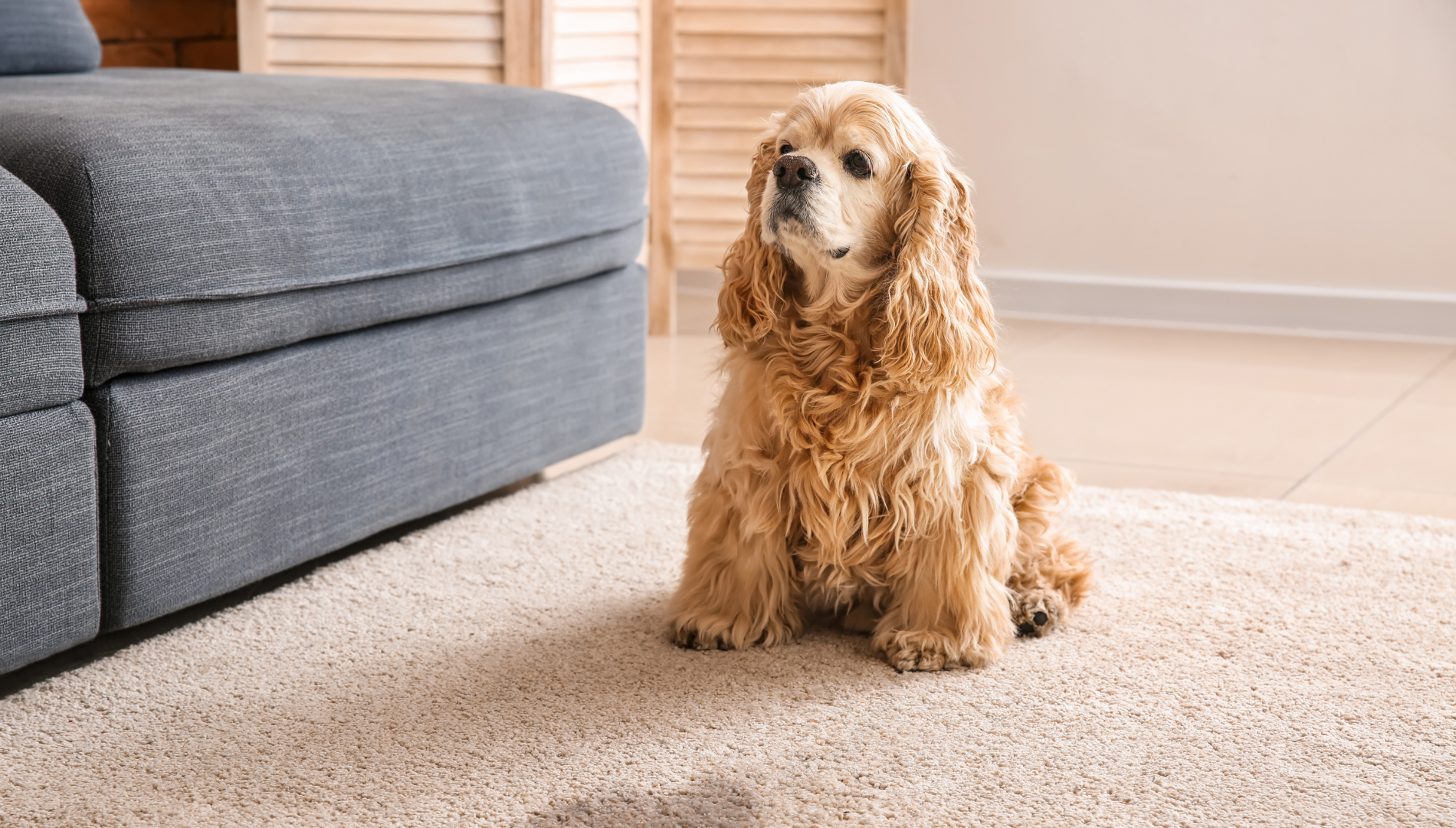 dog sitting on floor near stain representing dog periods